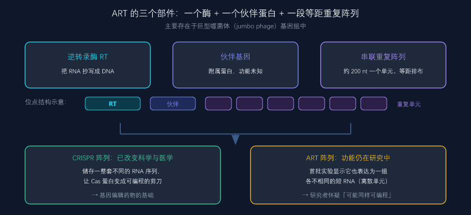 ART 的三个部件与它和 CRISPR 阵列的结构对照(本文自绘,数据来自官方预印本)
